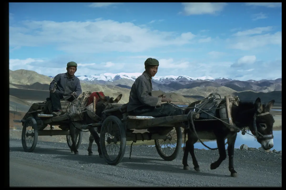 Tibet donkey carts men