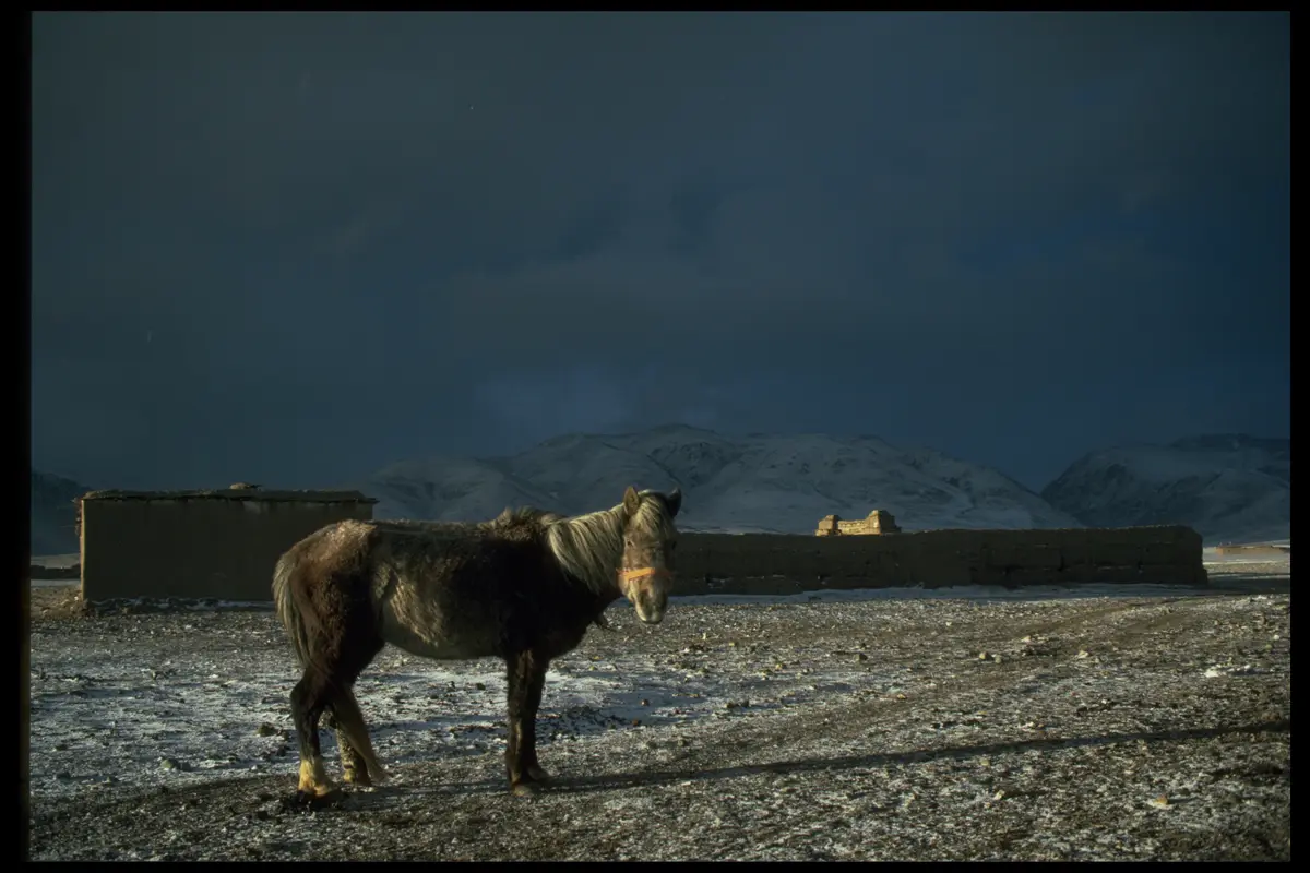 Tibet horse plateau