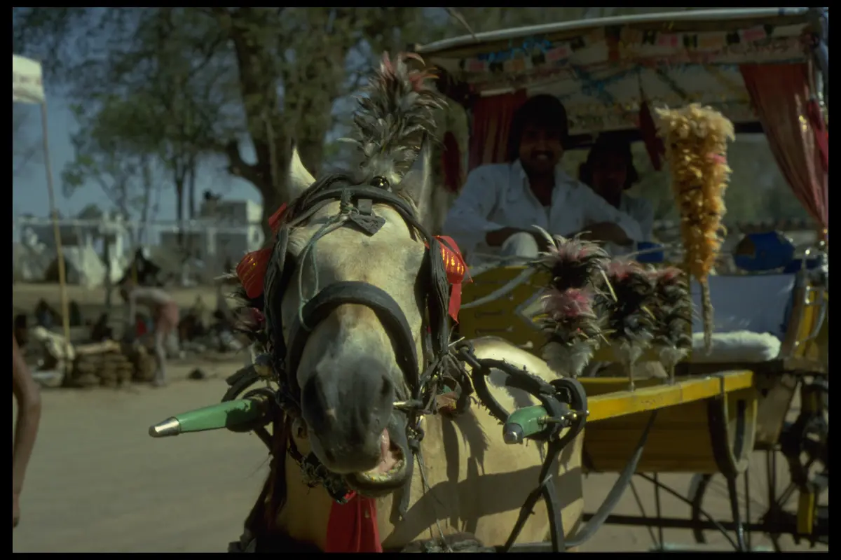 Kumbh horse carriage