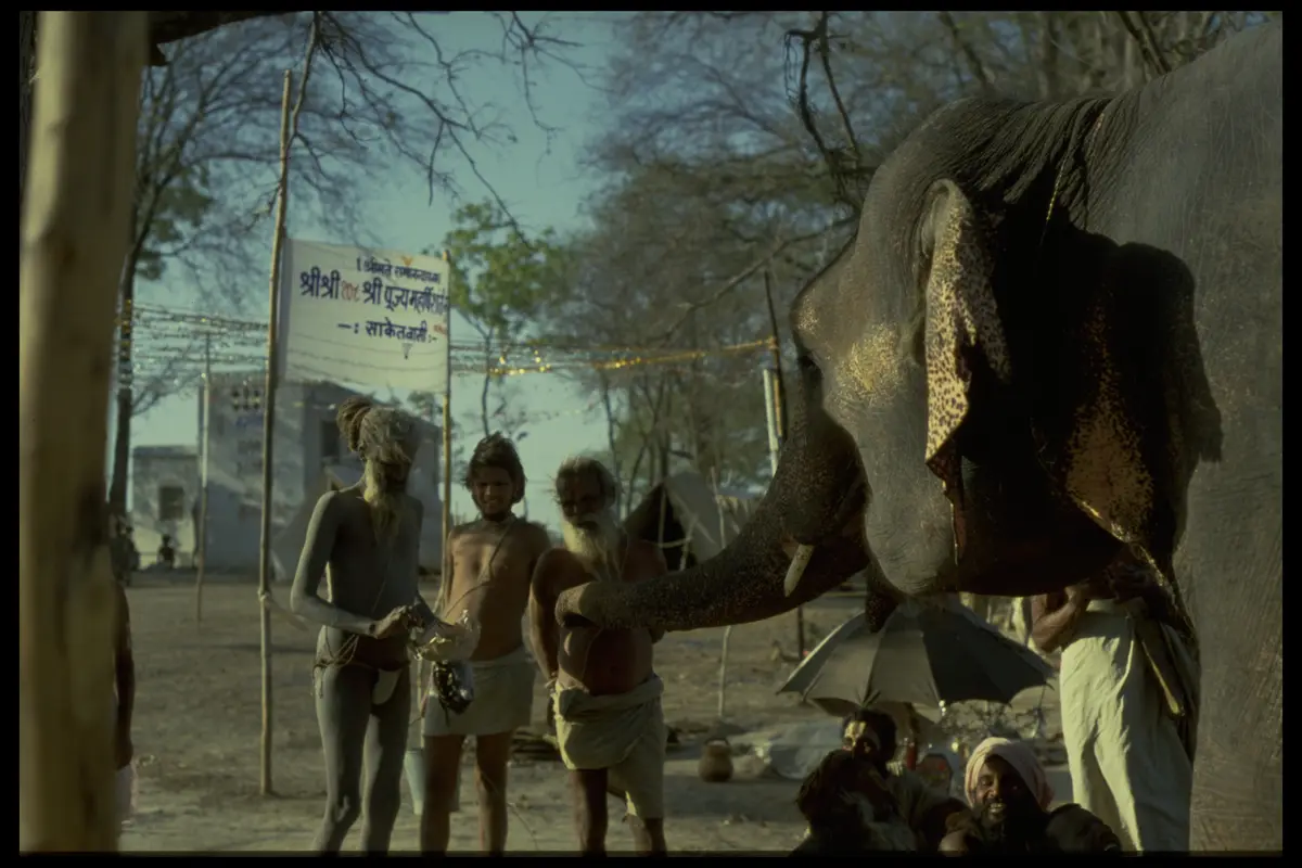 Kumbh sadhus elephant camp