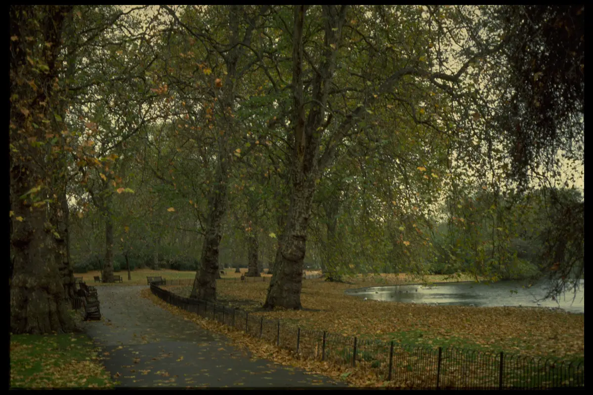 London autumn park pond
