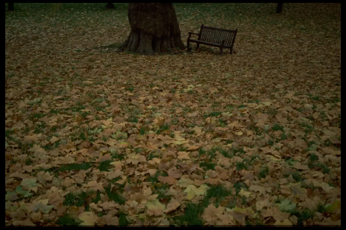London autumn park bench