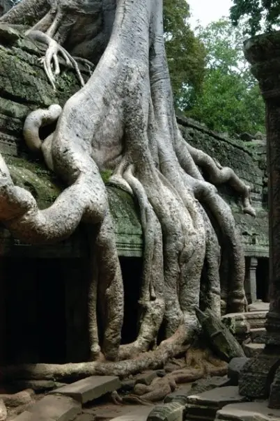 Strangler fig roots over ancient temple walls