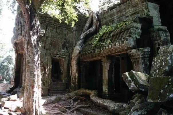 Tree roots cascading through Ta Prohm courtyard