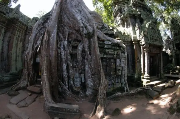 Ta Prohm wide view with massive root buttress